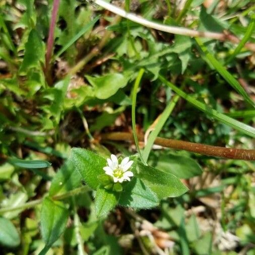 Cerastium fontanum Yaprak