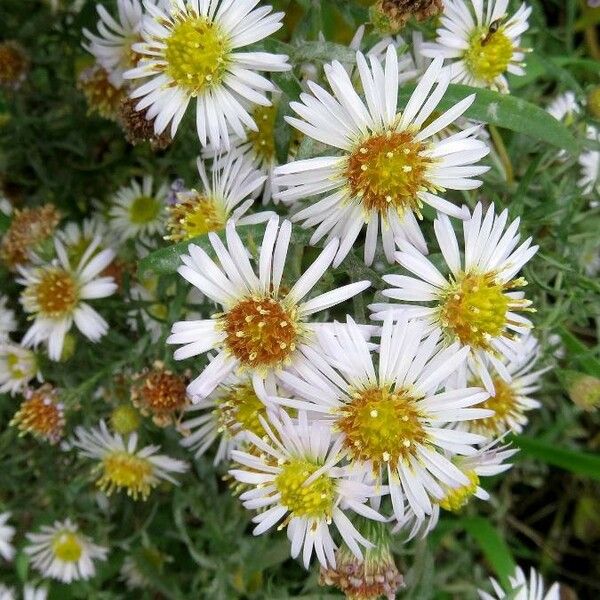 Symphyotrichum lanceolatum Virág