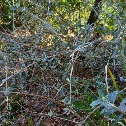 Teucrium fruticans Yeri