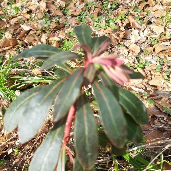 Euphorbia amygdaloides Листок