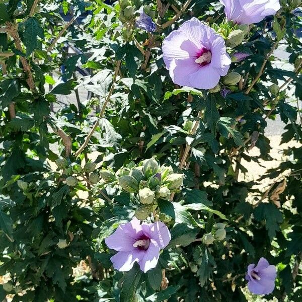 Hibiscus syriacus Pokrój