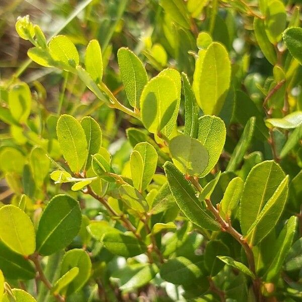 Chamaedaphne calyculata Blad