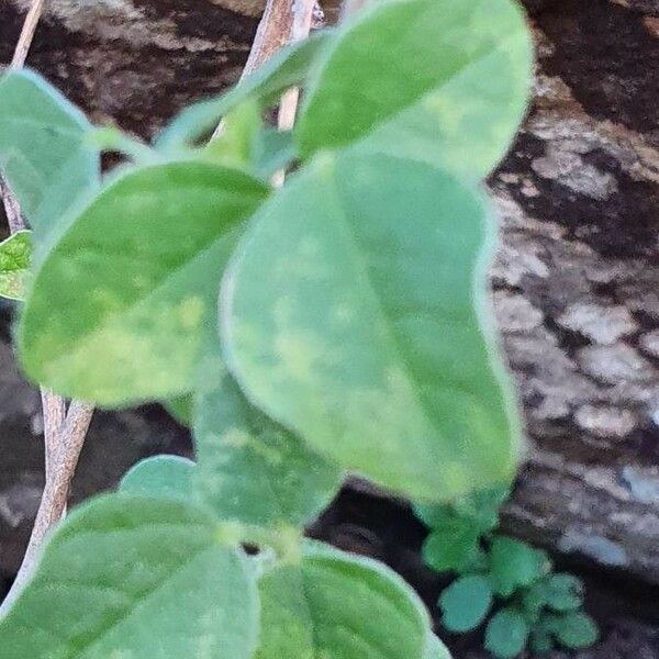 Dolichos oliveri Leaf