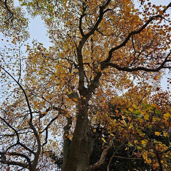 Liriodendron chinense Staniste