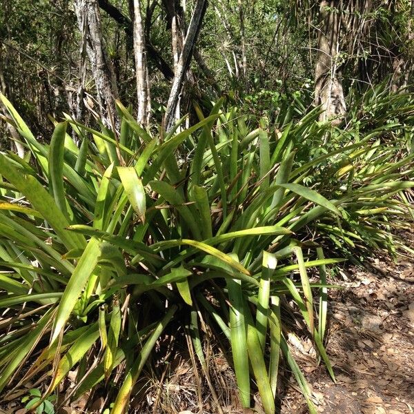 Bromelia karatas 整株植物