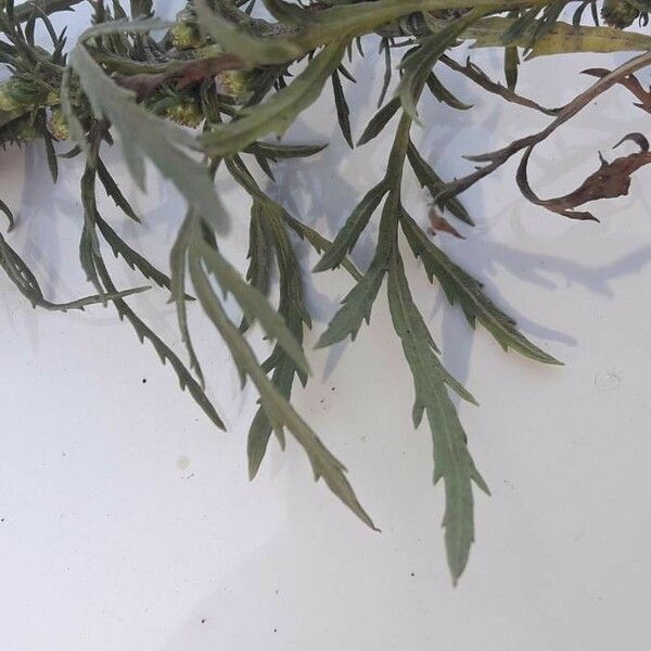 Artemisia biennis Leaf