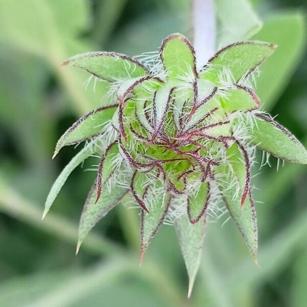 Gaillardia aristata その他の提案