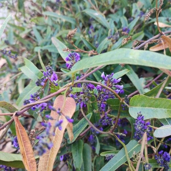 Hardenbergia violacea 花