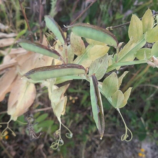 Lathyrus ochrus Плод