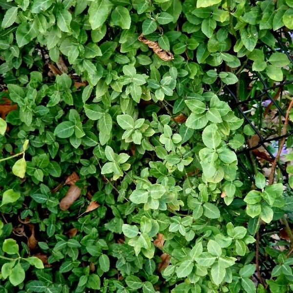 Euonymus fortunei ᱮᱴᱟᱜ