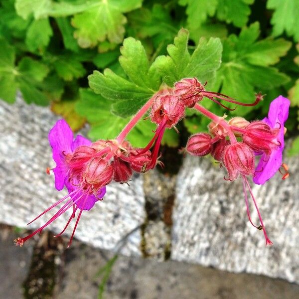 Geranium macrorrhizum Flower