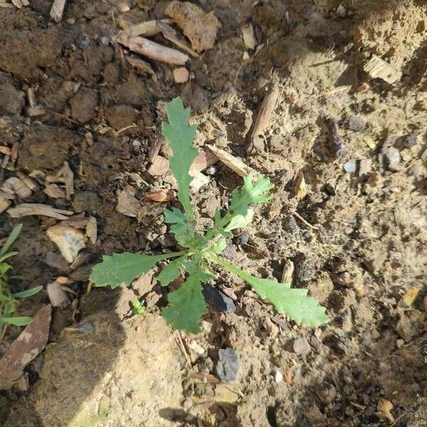 Senecio vulgaris Leaf