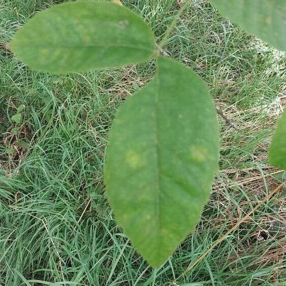 Fraxinus americana Hoja