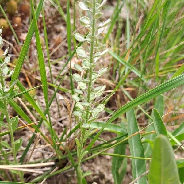 Alyssum simplex Lehti