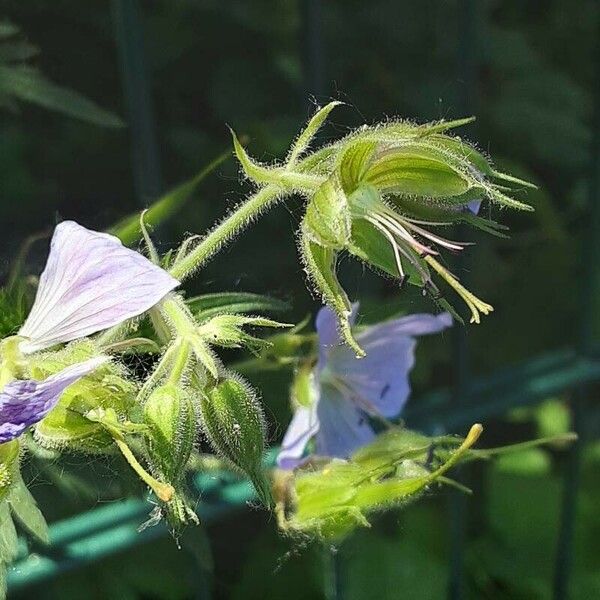 Geranium pratense Fruchs