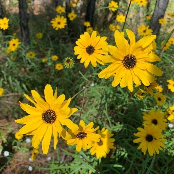 Helianthus angustifolius Fiore