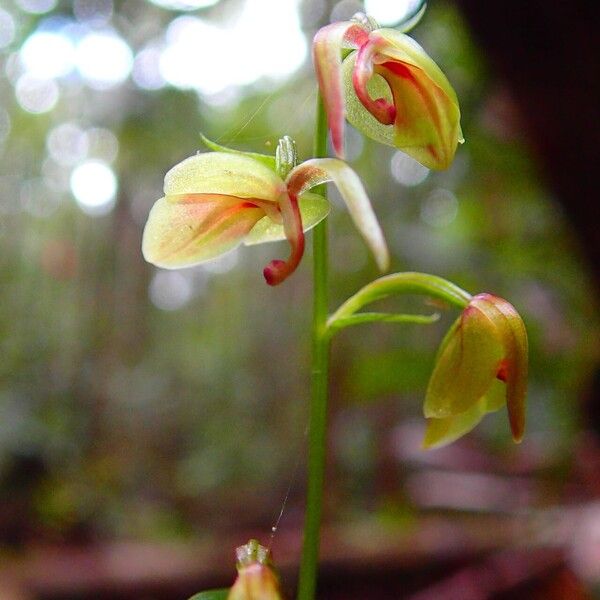 Stigmatodactylus grandiflorus Fiore