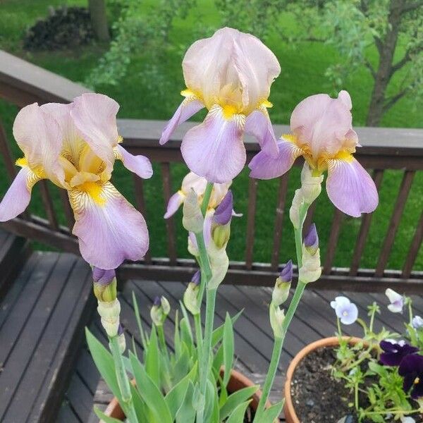 Iris × germanica Flor