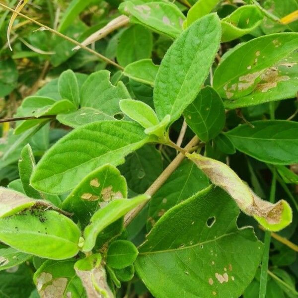 Sericocomopsis hildebrandtii Blad