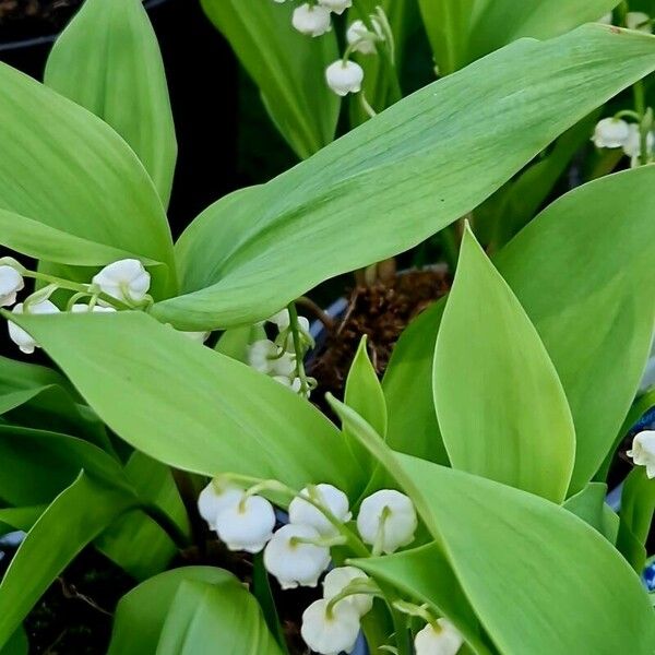 Convallaria majalis Leht