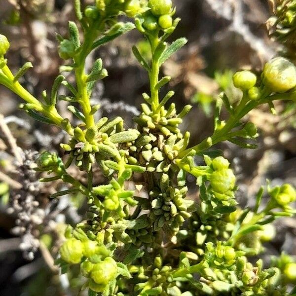 Baccharis boliviensis Ліст