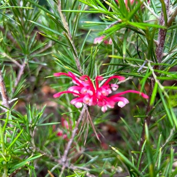 Grevillea juniperina Flors