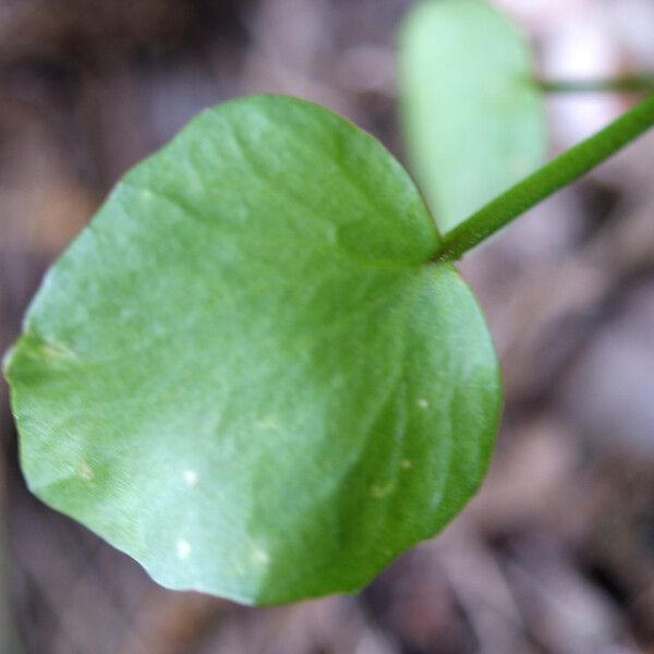 Ranunculus ophioglossifolius Feuille