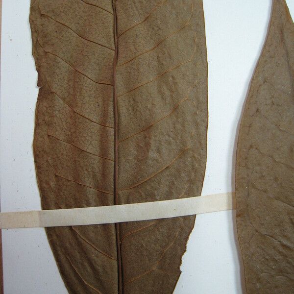 Anaxagorea phaeocarpa Leaf