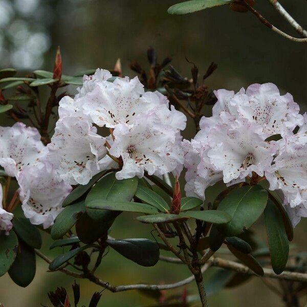 Rhododendron campanulatum Flower