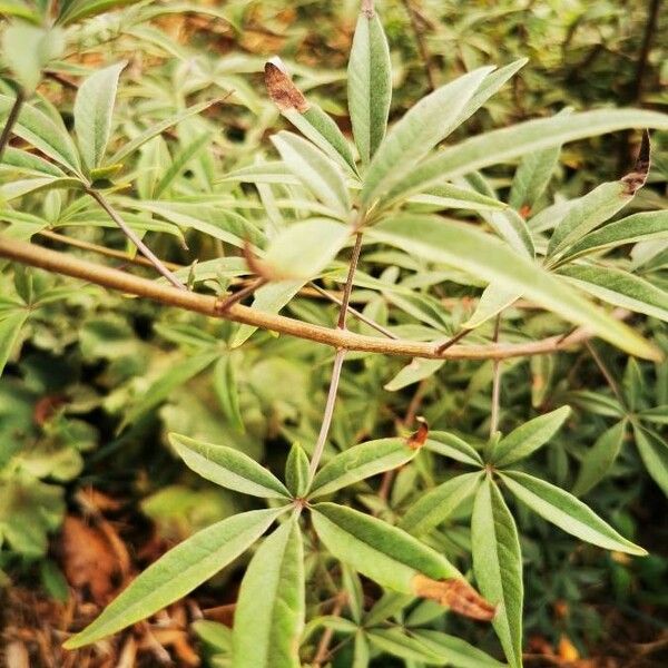 Vitex agnus-castus Лист