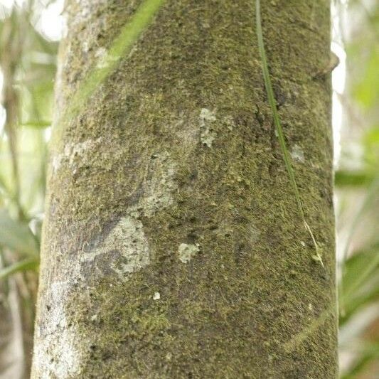 Guatteria citriodora Corteza