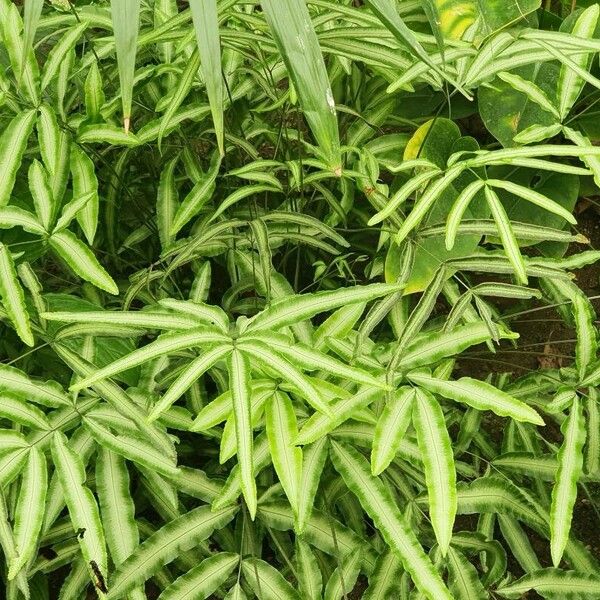 Pteris cretica Leaf