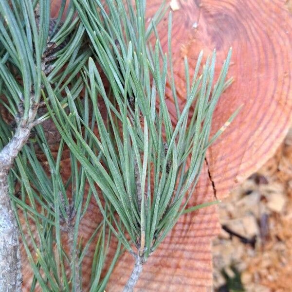 Pinus sylvestris Leht