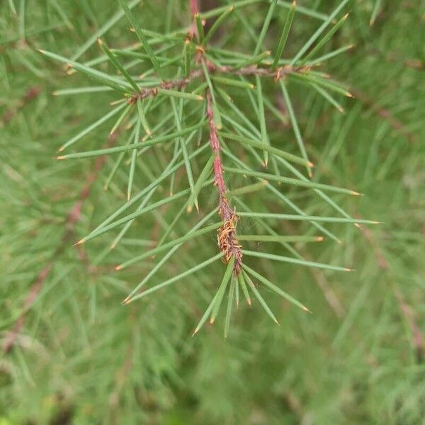 Hakea sericea Levél