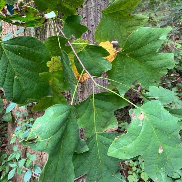 Liriodendron tulipifera Fulla