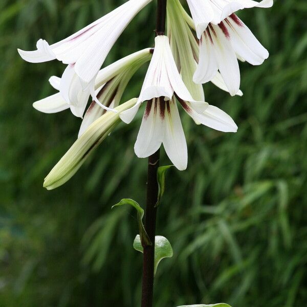 Cardiocrinum giganteum Цвят