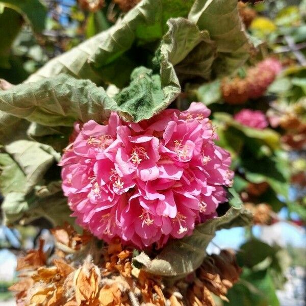 Dombeya wallichii Flors