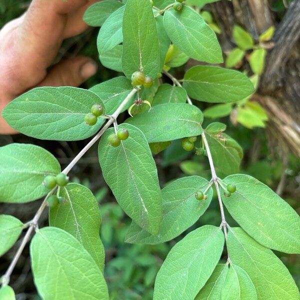 Lonicera morrowii Fruit