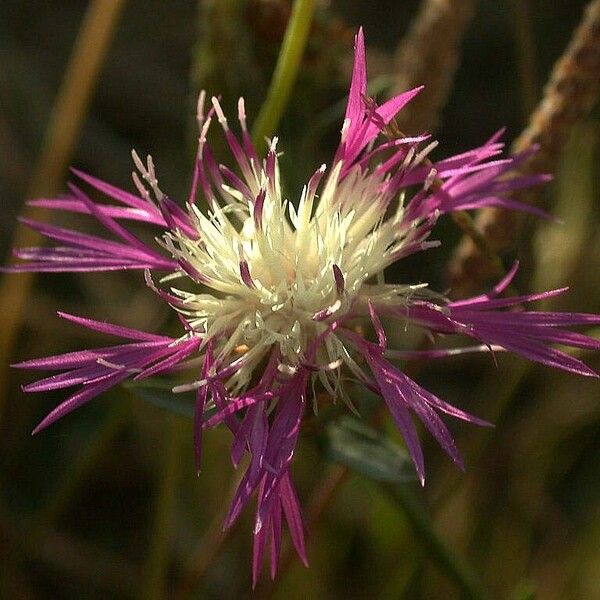 Centaurea diluta Blomma