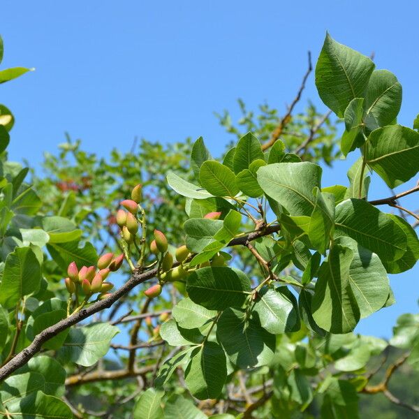 Pistacia vera Flower