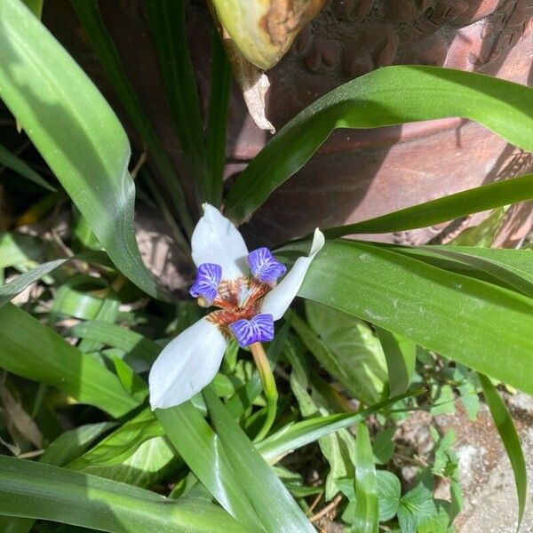 Trimezia gracilis Flor