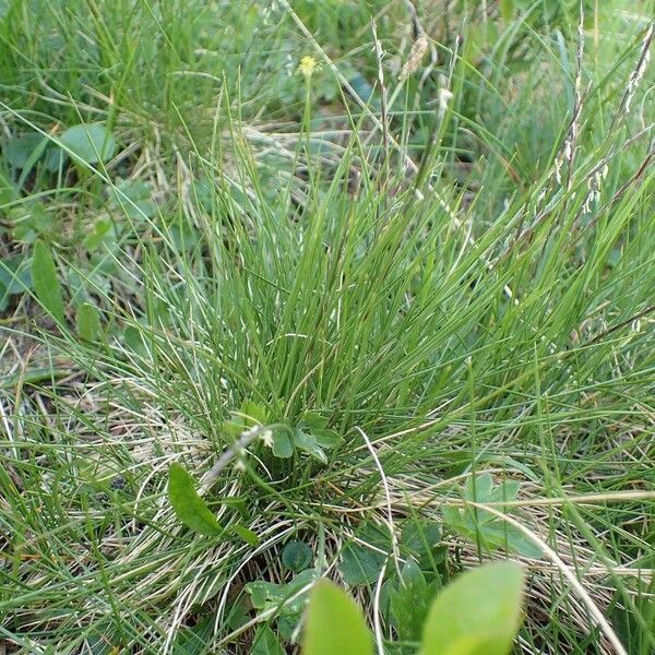 Nardus stricta عادت