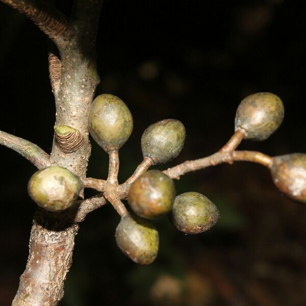 Bursera simaruba Fruit