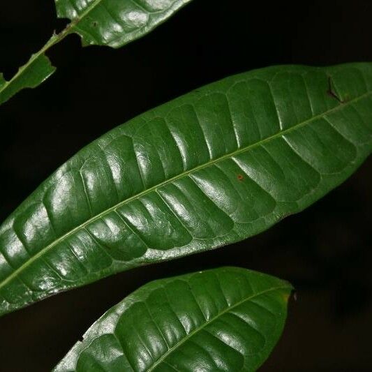 Vantanea parviflora Deilen