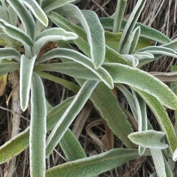 Phlomis lychnitis Folla