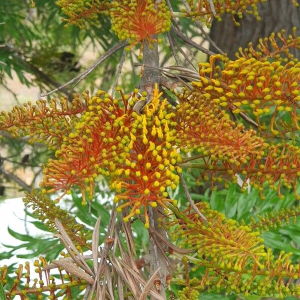 Grevillea robusta Çiçek