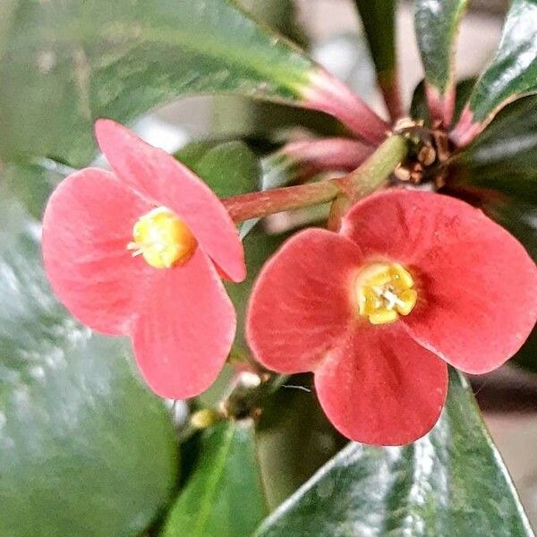 Euphorbia geroldii Flor