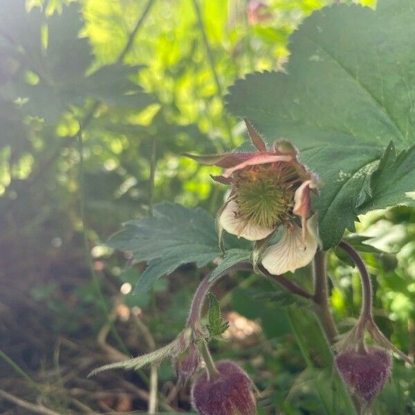 Geum rivale Cvet