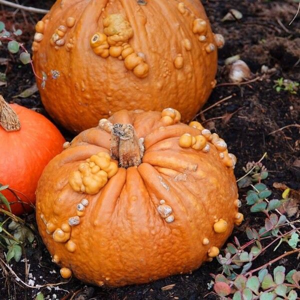 Cucurbita maxima Fruitua