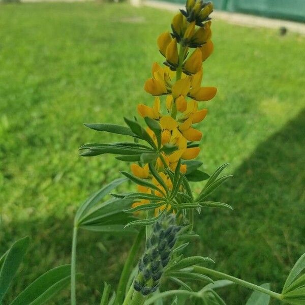 Lupinus luteus Квітка